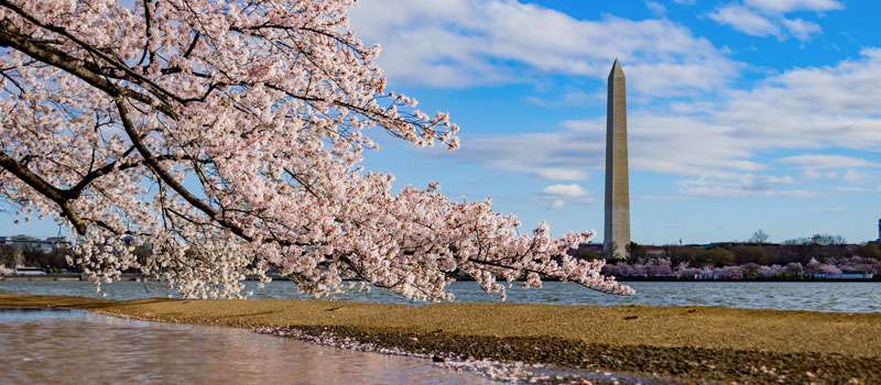 motivos para visitar Washington D.C