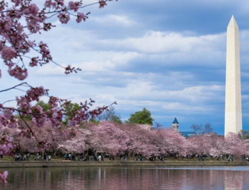 Cerezos en flor en Washington DC: festival, fechas y mejores lugares
