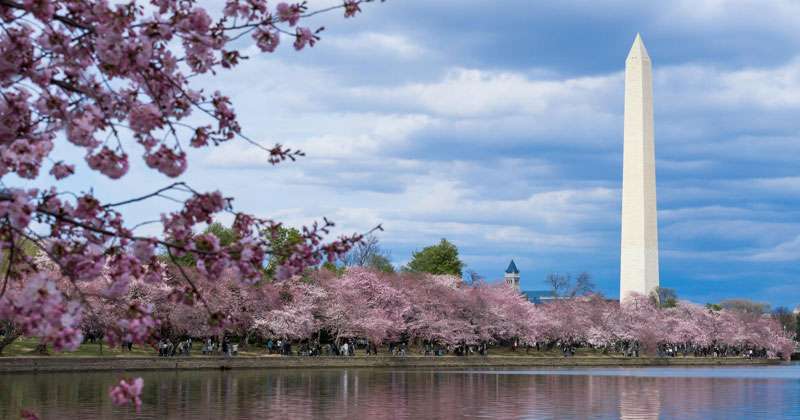 National Cherry Blossom Festival en Washington DC